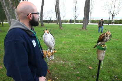 Suelta de aves rapaces en el año 2009 para espantar a los estorninos del Parque del Plantío. L. DE LA MATA