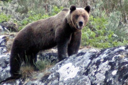Los técnicos de la Junta contabilizaron el año pasado 10.000 puntos de localización del oso.