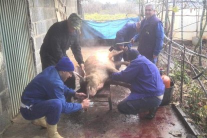 El pelado del ‘gocho’ con soplete, una de las técnicas empleadas en el Bierzo central