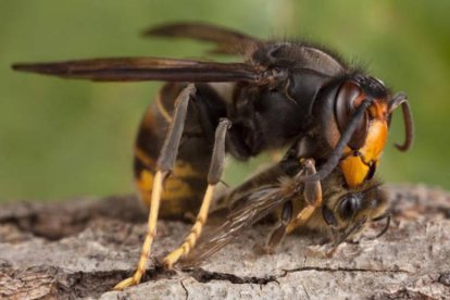 Ejemplar de vespa velutina o avispa asiática