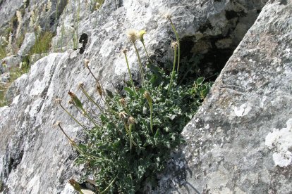 Varias especies vegetales en peligro de extinción sobreviven en Los Doce Apóstoles y las Peñas de Ferradillo. DL