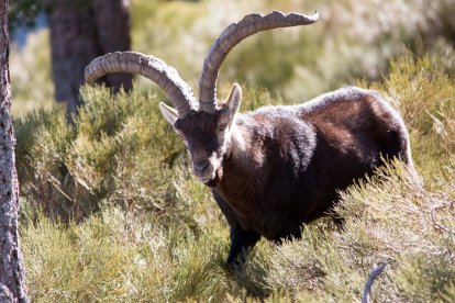 Cabra montes de la reserva de caza de las Batuecas, una especie a controlar por su crecimiento exponencial. DAVID ARRANZ