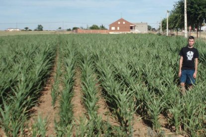 Las plantas de maíz están muy bajas en muchas parcelas del Canal del Páramo.