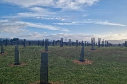 La plantación de los árboles en lo que era un área degradada en La Cogolla ya ha terminado. DL