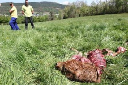 El ternero recién nacido quedó prácticamente devorado por el lobo salvo la cabeza.