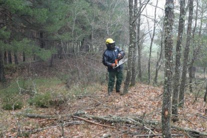 Tratamientos selvícolas en un monte