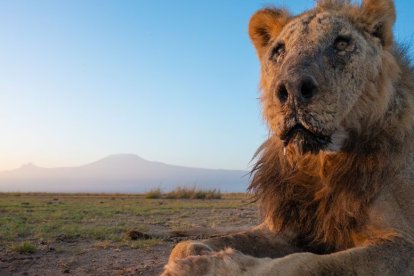 Loonkito, el que era el león en libertad más viejo de África. FACEBOOK LIONGUARDS