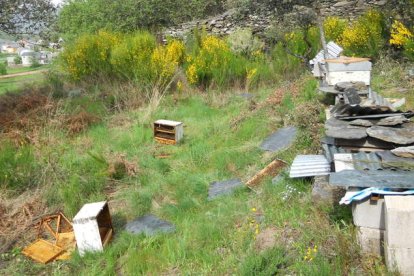 Los animales accedieron al cortín ubicado en el paraje de Las tres llamas. Al fondo puede verse la cercanía de las viviendas.