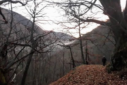 Bosques de castaños en el Alto Sil