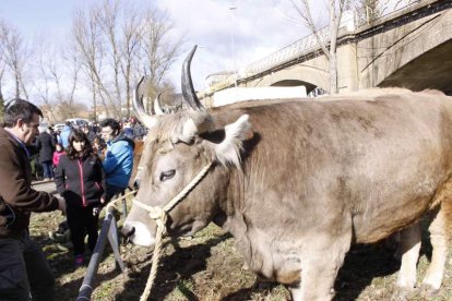 El concurso-exposición de ganado volverá a celebrarse en el entorno del río. CAMPOS