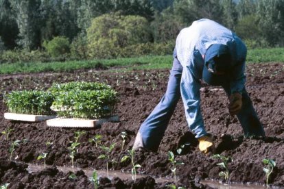 Hasta ahora podían compatibilizar su pensión con los ingresos agrarios. DL