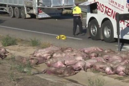 Accidente de un camión que transportaba cerdos en la A-2 en Lleida, sentido Barcelona.