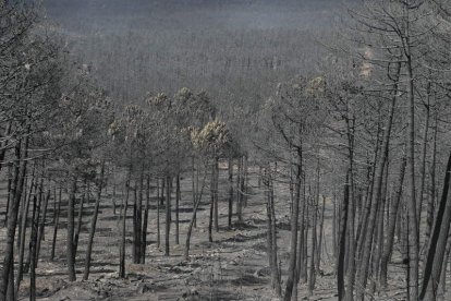 Los millones de colores del bosque se han transformado en siniestros tonos negros.