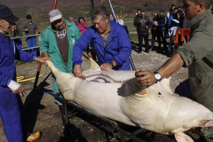 Uno de los actos principales es la matanza del cerdo al estilo tradicional. CAMPOS