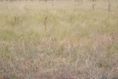 Imagen de la plantación de teff en la finca paramesa de San Pedro Bercianos