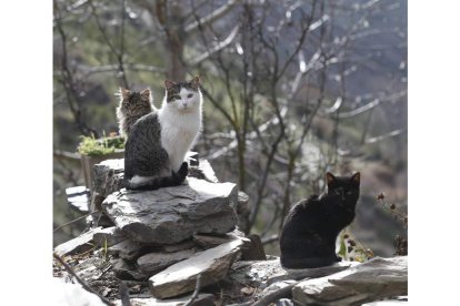 Una colonia de gatos en La Cabrera. JESÚS F. SALVADORES