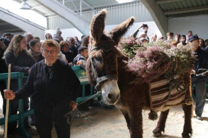 Exposición monográfica de la raza zamoranoleonesa en la Feria de San Vitero este sábado. J. L. LEAL