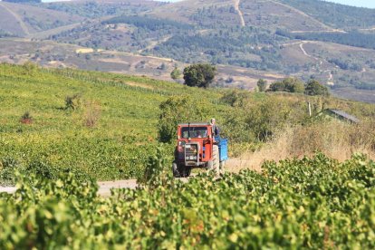 Los viñedos de Ponferrada, Bembibre o Priaranza (los orientales) son los más afectados.