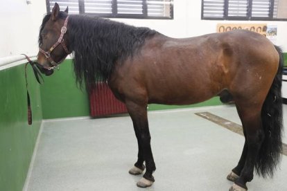 Un caballo en el Hospital Veterinario de León. RAMIRO