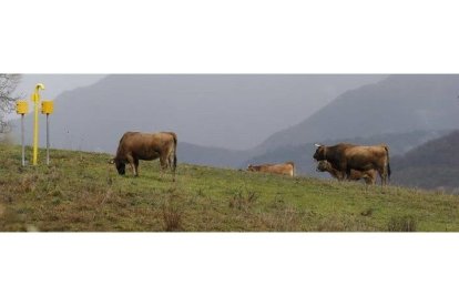 Vacas pastando en Babia. JESÚS F. SALVADORES