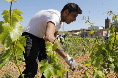 Un joven trabajando en la vendimia. MARCIANO PÉREZ