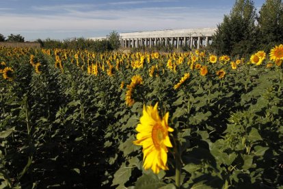 Las pipas de girasol tienen más ácido fólico que otras semillas y frutos secos.