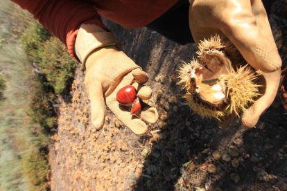 Recogida de la castaña en la comarca del Bierzo