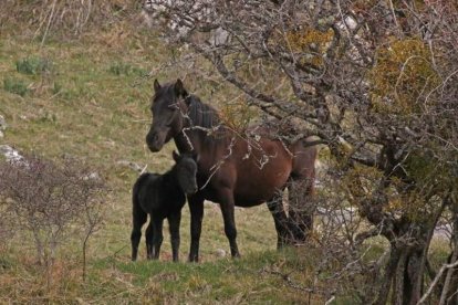 Una cría de pottoka con su madre en la reserva de Anciles. LUIS PELAYO