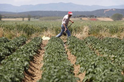 Un agricultor en Santibáñez de la Isla. JESÚS F. SALVADORES