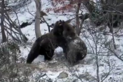 Dos ejemplares jóvenes de oso pardo juegan en la nieve tras la hibernación en el Pirineo.