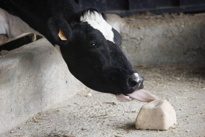 Las granjas afectadas soportan los gastos sin disponer de los ingresos de la leche. JESÚS F. SALVADORES