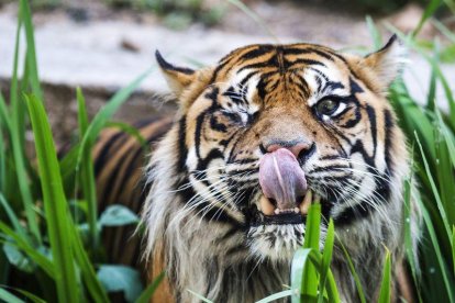 Un tigre, en el zoo de Barcelona.