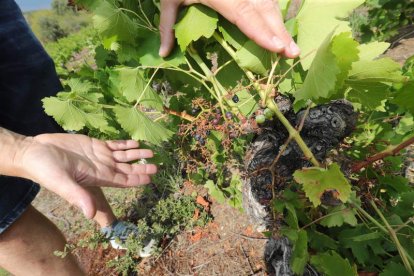 Racimos ‘limpios’ de uva después del paso de los jabalíes por esta parcela de Cubillos. ANA F. BARREDO