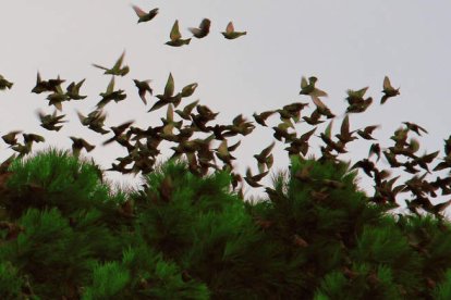 Un grupo de estorninos, en el parque del Plantío de Ponferrada. ANA F. BARREDO