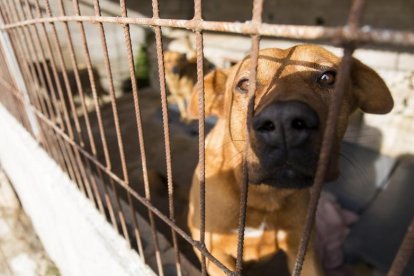 Uno de los perros acogidos en la Protectora de Animales de León.