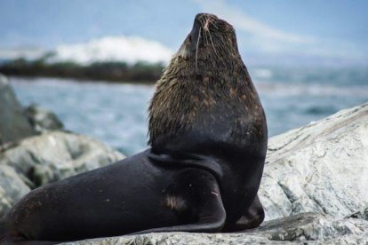 Un lobo marino.