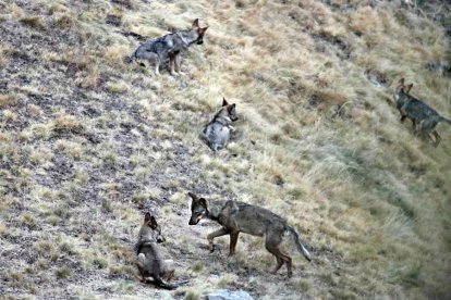 Lobos en la montaña de Riaño.