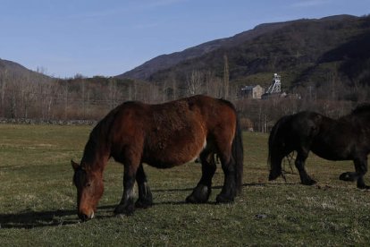 Explotación de caballos de raza Hispano-bretón de Sixto Martínez en Villager de Laciana. FERNANDO OTERO