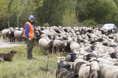 Uno de los rebaños trasterminantes de la provincia de León en su camino a la montaña. MARCIANO PÉREZ