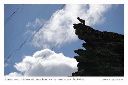 Imagen de un lobo en lo alto de una colina. JESÚS F. SALVADORES