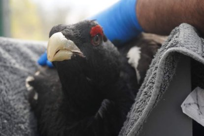 Aunque se realizan también extracciones a ejemplares cantábricos, los manejos se hacen con urogallos boreales o centroeropeos. J. NOTARIO