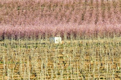 Campos en primavera.