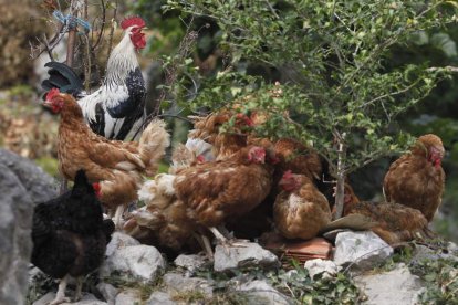 Un grupo de gallinas de corral, criadas en espacios abiertos. jesús f. salvadores