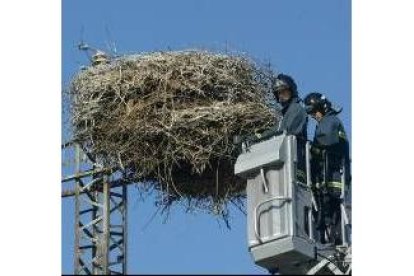 Un bombero procede al desmantelamiento del nido