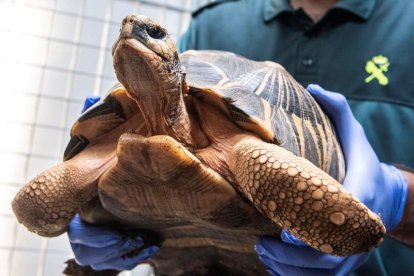 Un ejemplar de la tortuga Astrochelys Radiata incautada por el Seprona de Mallorca. CATI CLADERA