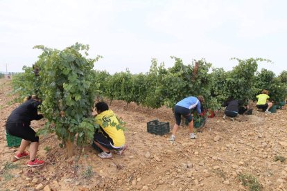 Varios participantes recogen el mayor número de uvas posibles durante diez minutos.