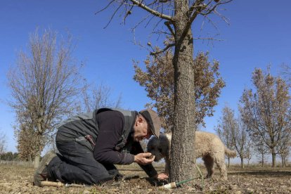 Kayra y su dueño buscan trufa en los árboles plantados en Villaralbo. MARIAM A. MONTESINOS