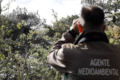 Un agente medioambiental de la provincia de León. JESÚS