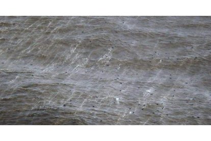 Vista de restos de material magmático en la superficie del mar producidos por la erupción volcánica, frente a las costas de la localidad La Restinga en la isla canaria de El Hierro.