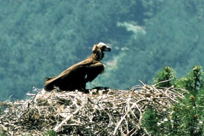 Imagen de un ejemplar de buitre negro en Ávila. JOSÉ RAMÓN SAN SEBASTIÁN